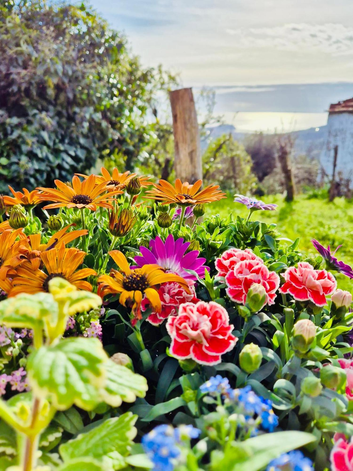 La Collina Sul Mare - Casa Vacanze Sestri Levante Exteriör bild